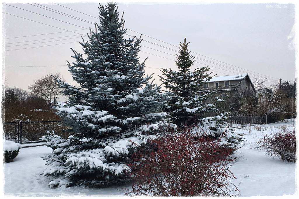 Gdzie posadzić choinkę po świętach 18 Gdzie posadzić choinkę po świętach 18