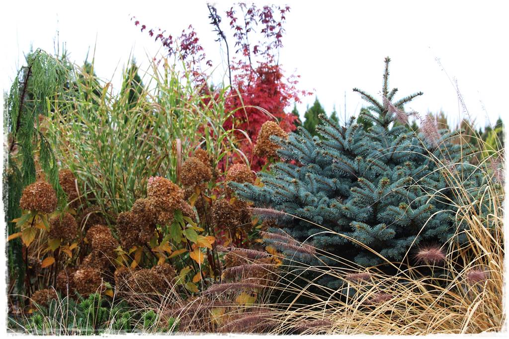 Gdzie posadzić choinkę po świętach 19 Gdzie posadzić choinkę po świętach 19