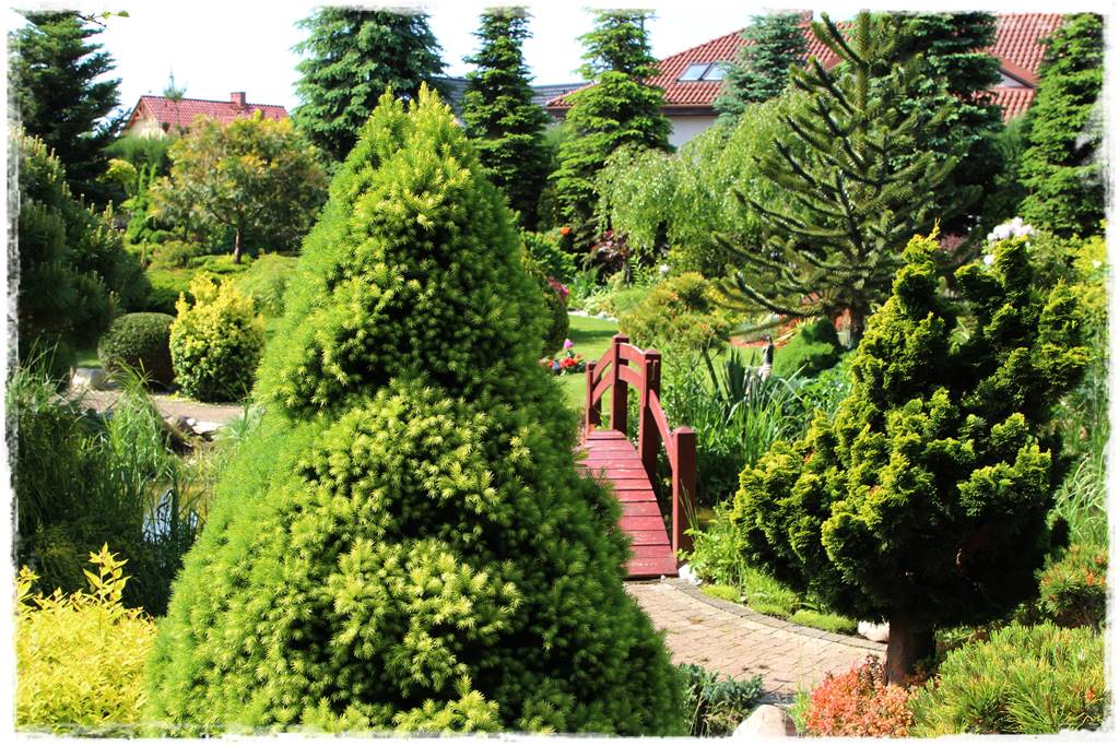 Gdzie posadzić choinkę po świętach 2 Gdzie posadzić choinkę po świętach 2