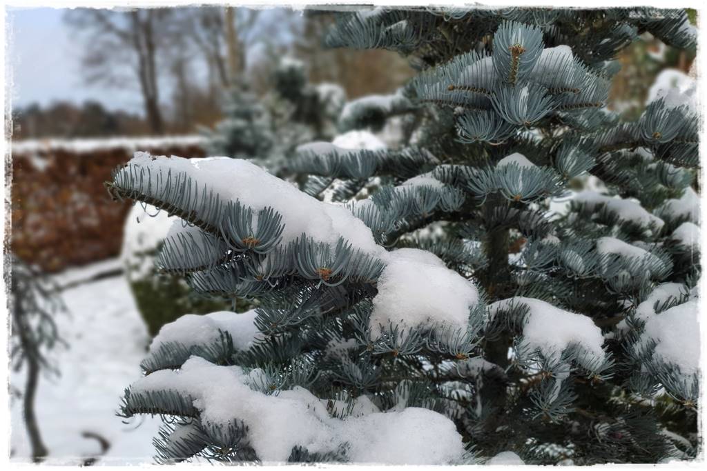 Gdzie posadzić choinkę po świętach 20 Gdzie posadzić choinkę po świętach 20