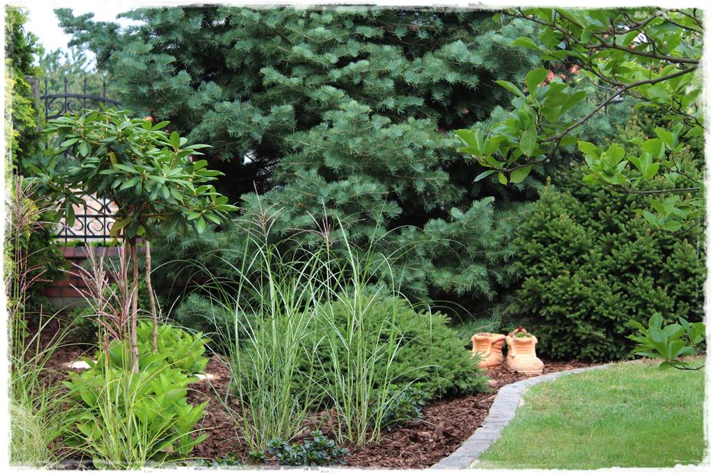 Gdzie posadzić choinkę po świętach 21 Gdzie posadzić choinkę po świętach 21