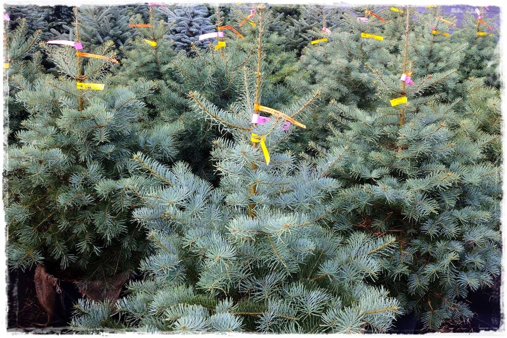 Gdzie posadzić choinkę po świętach 22a