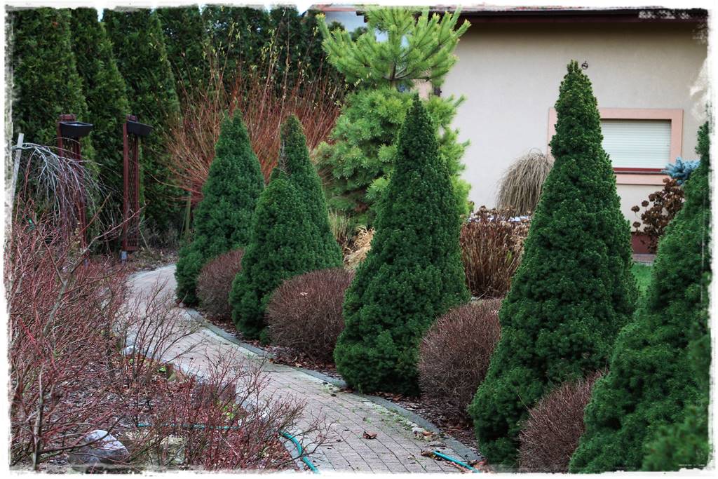 Gdzie posadzić choinkę po świętach 23 Gdzie posadzić choinkę po świętach 23