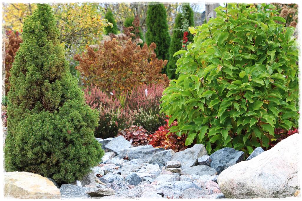 Gdzie posadzić choinkę po świętach 25 Gdzie posadzić choinkę po świętach 25