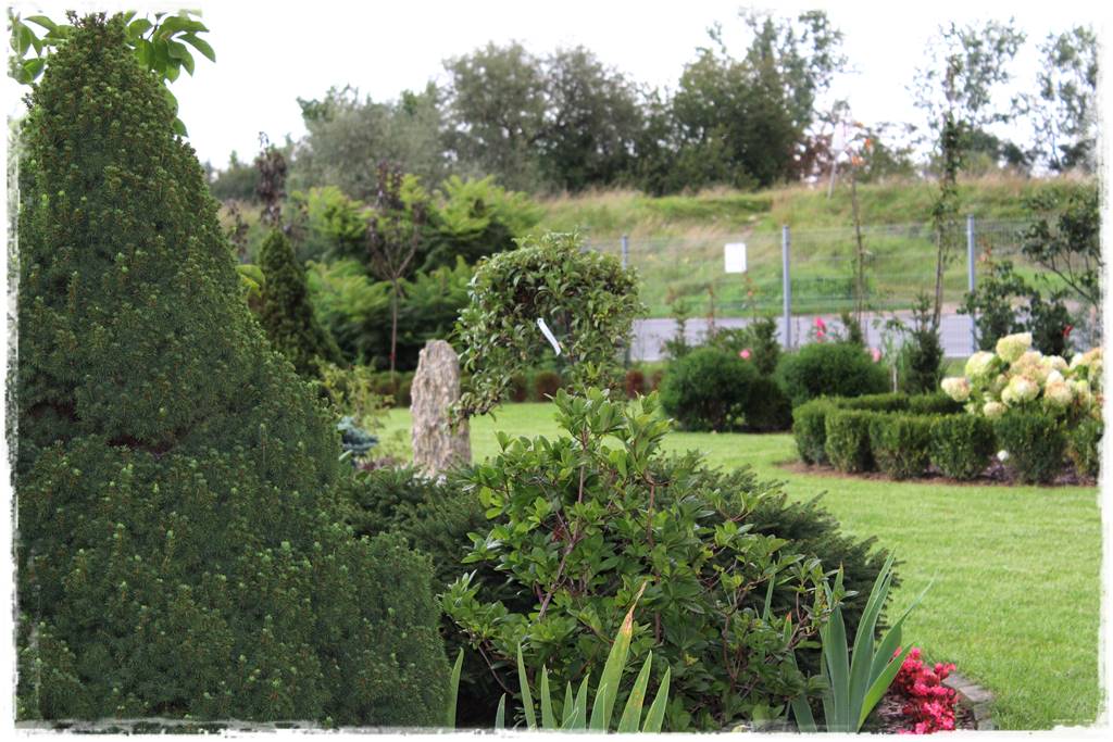 Gdzie posadzić choinkę po świętach 26 Gdzie posadzić choinkę po świętach 26