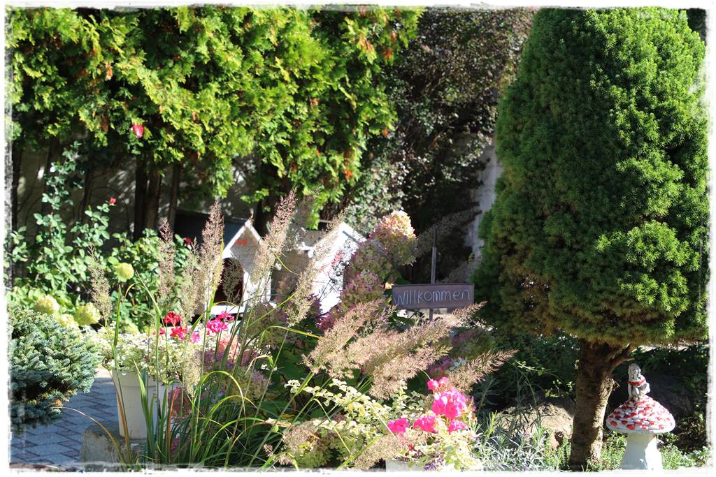 Gdzie posadzić choinkę po świętach 27 Gdzie posadzić choinkę po świętach 27