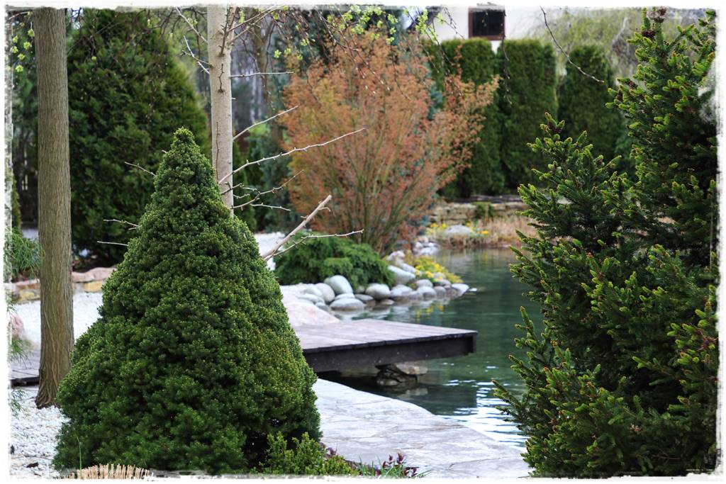 Gdzie posadzić choinkę po świętach 28 Gdzie posadzić choinkę po świętach 28