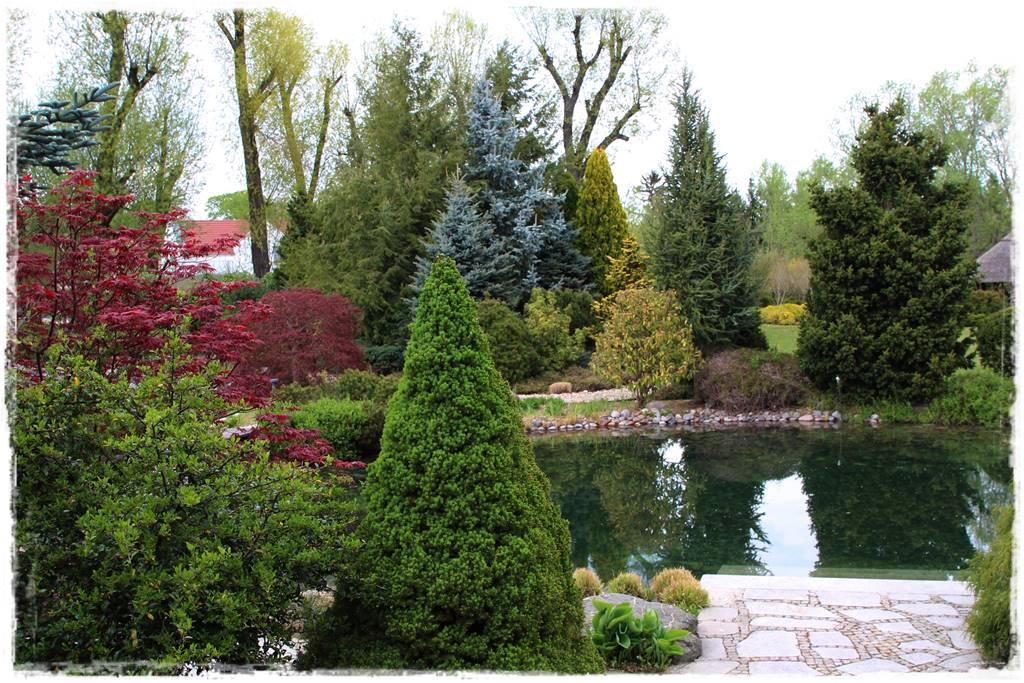 Gdzie posadzić choinkę po świętach 29 Gdzie posadzić choinkę po świętach 29