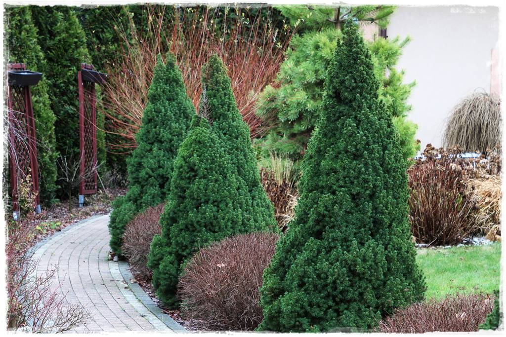 Gdzie posadzić choinkę po świętach 3 Gdzie posadzić choinkę po świętach 3