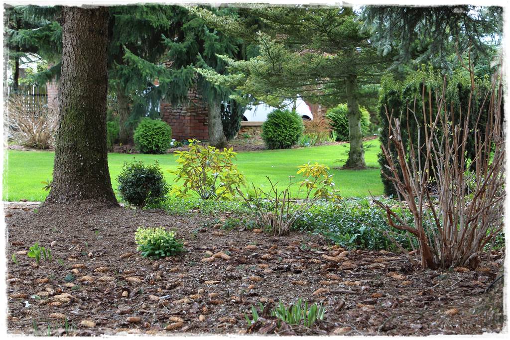 Gdzie posadzić choinkę po świętach 30 Gdzie posadzić choinkę po świętach 30