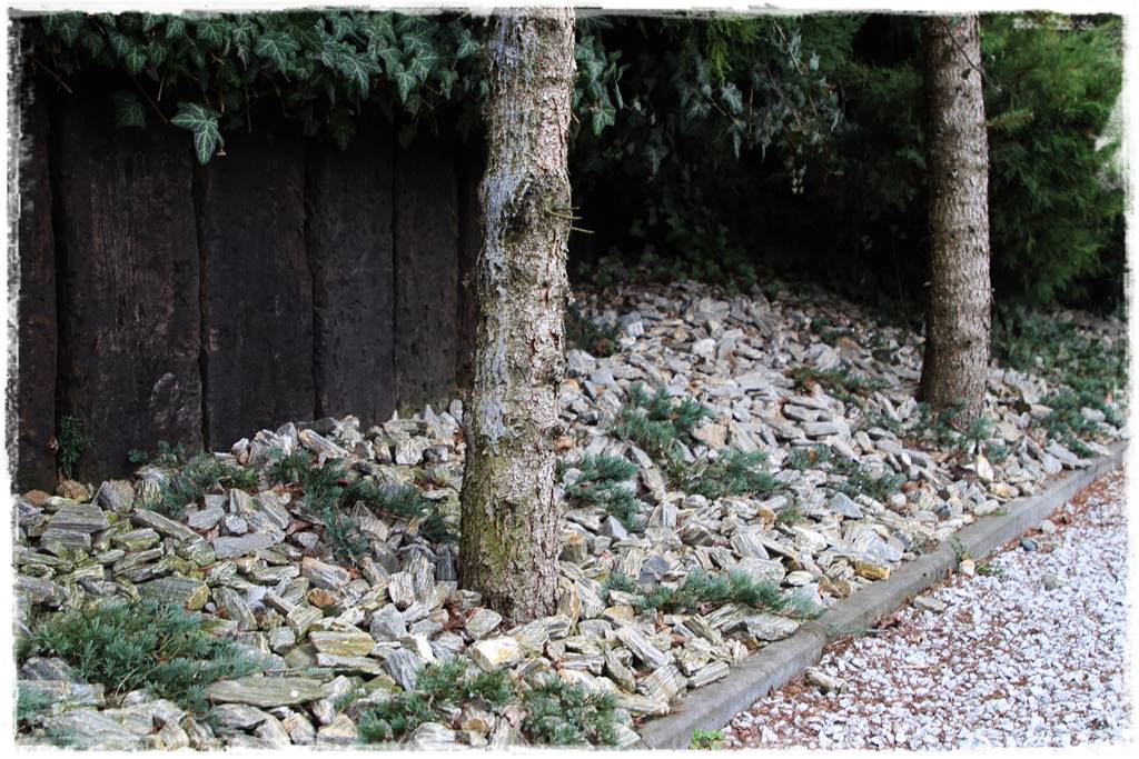 Gdzie posadzić choinkę po świętach 31 Gdzie posadzić choinkę po świętach 31