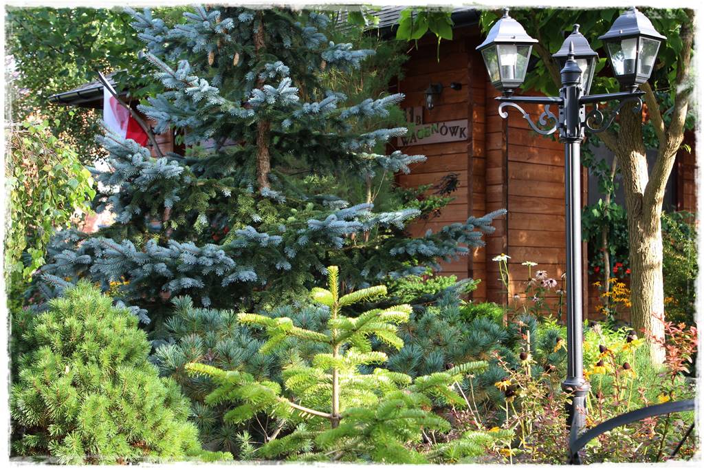 Gdzie posadzić choinkę po świętach 32 Gdzie posadzić choinkę po świętach 32