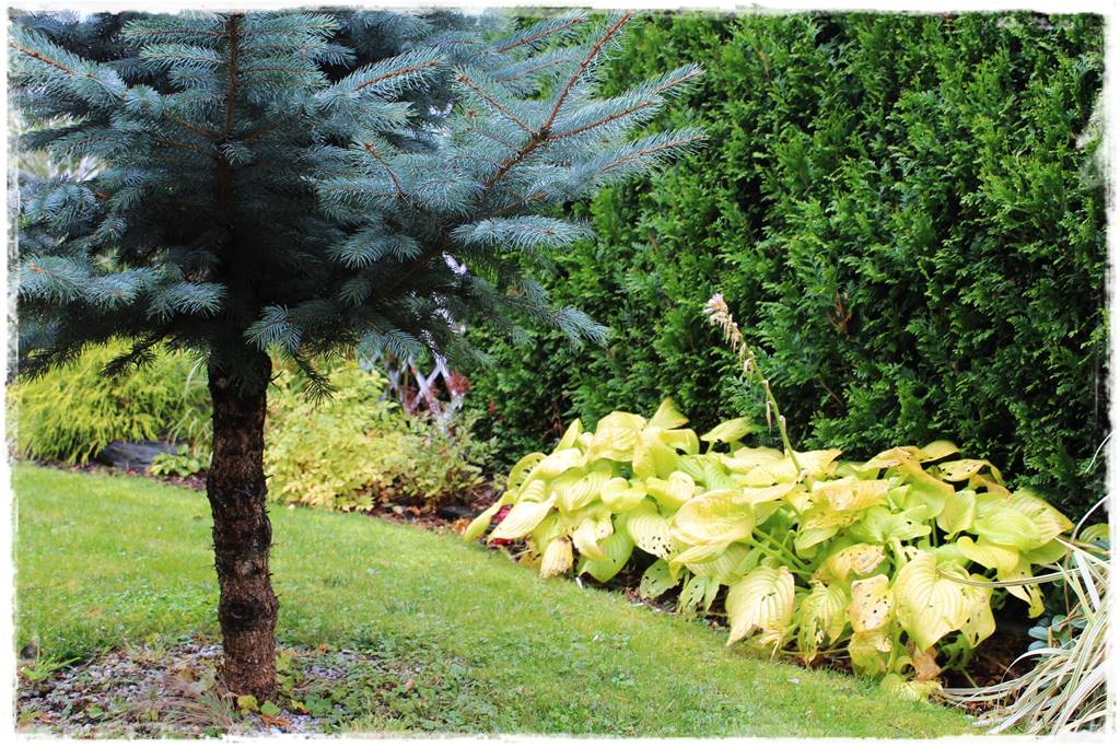 Gdzie posadzić choinkę po świętach 33 Gdzie posadzić choinkę po świętach 33