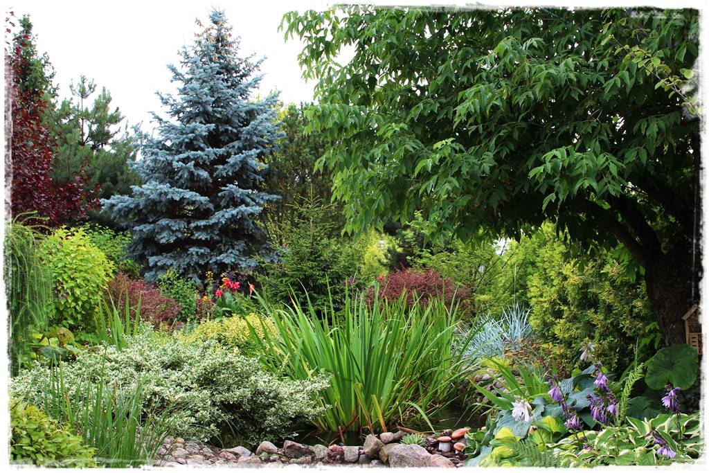 Gdzie posadzić choinkę po świętach 34 Gdzie posadzić choinkę po świętach 34