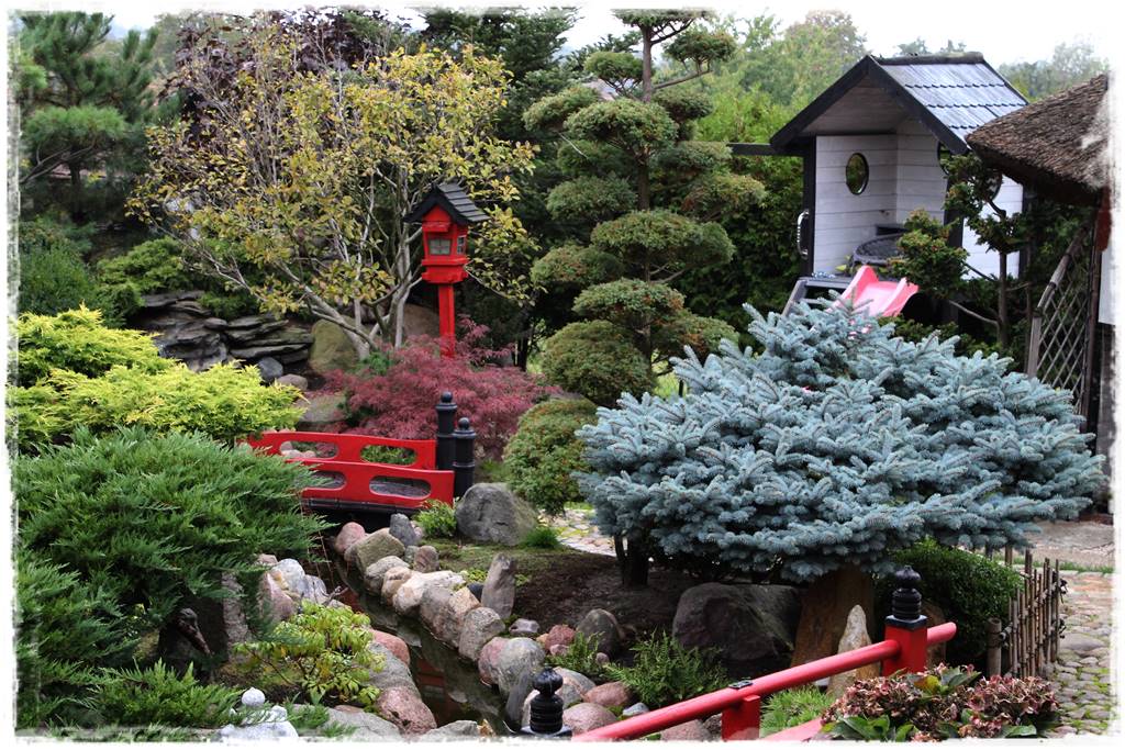 Gdzie posadzić choinkę po świętach 35 Gdzie posadzić choinkę po świętach 35