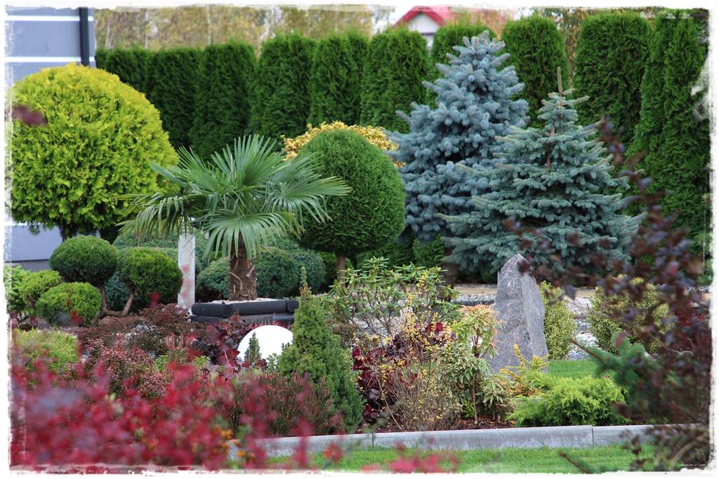 Gdzie posadzić choinkę po świętach 37 Gdzie posadzić choinkę po świętach 37