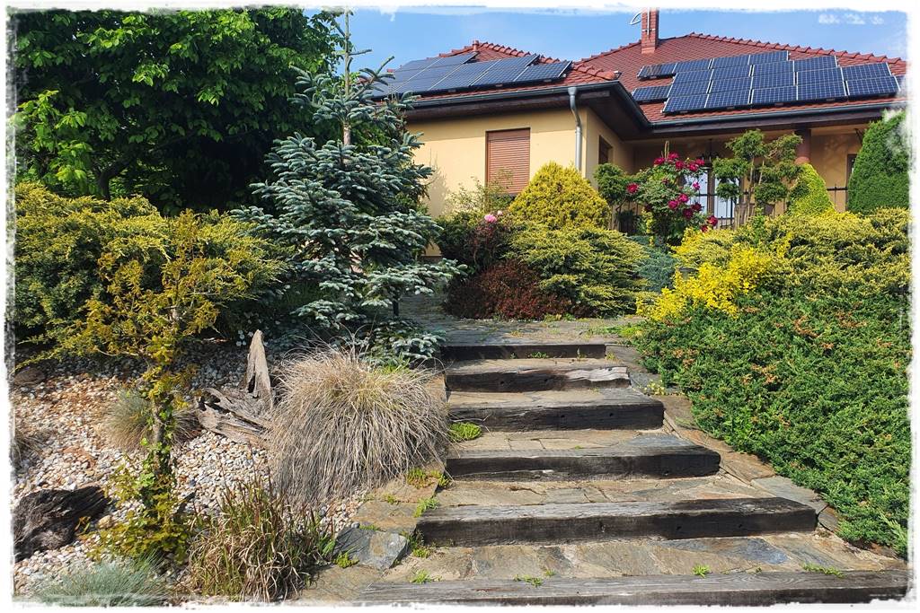 Gdzie posadzić choinkę po świętach 38 Gdzie posadzić choinkę po świętach 38