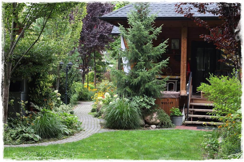 Gdzie posadzić choinkę po świętach 39 Gdzie posadzić choinkę po świętach 39