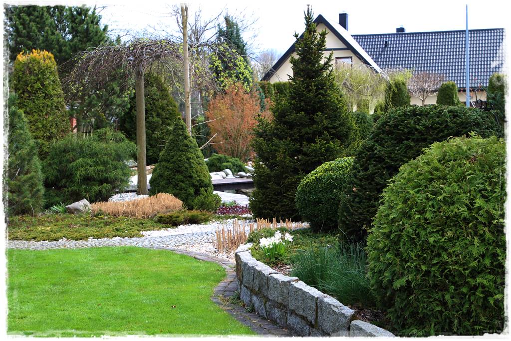 Gdzie posadzić choinkę po świętach 4 Gdzie posadzić choinkę po świętach 4