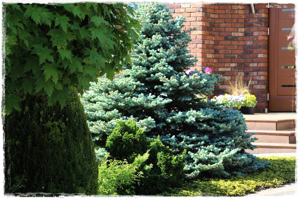 Gdzie posadzić choinkę po świętach 40 Gdzie posadzić choinkę po świętach 40