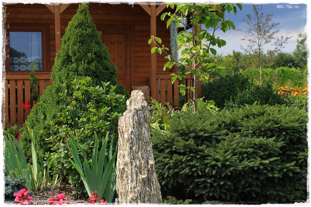 Gdzie posadzić choinkę po świętach 41 Gdzie posadzić choinkę po świętach 41