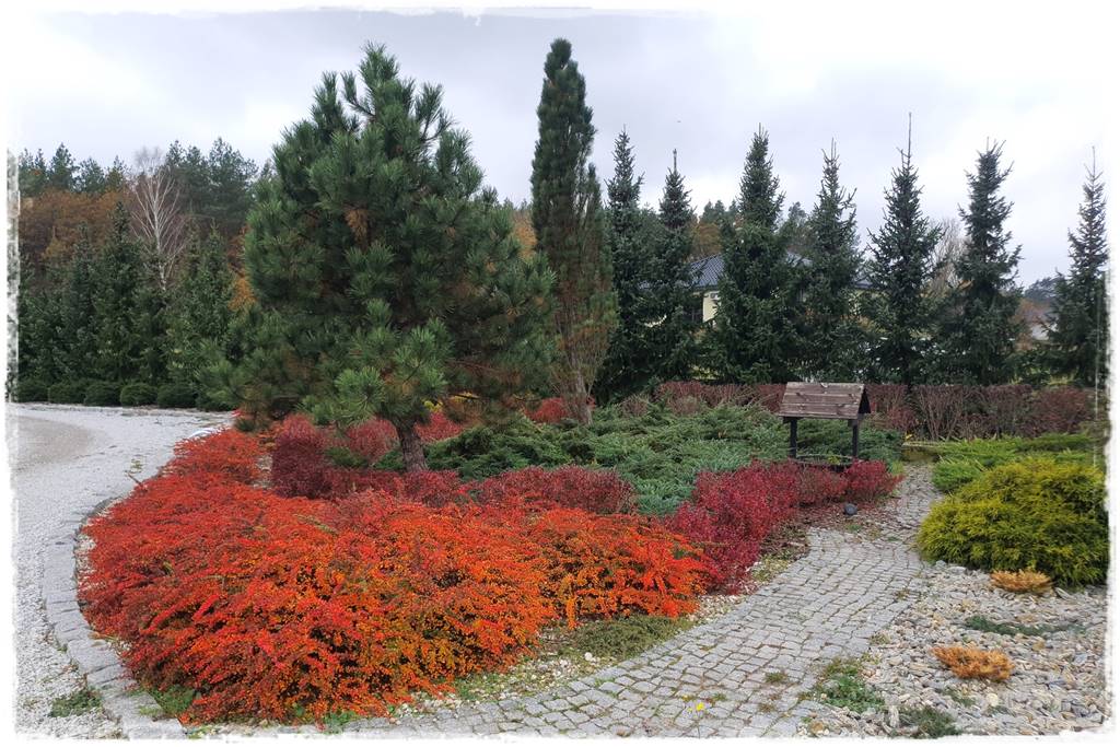 Gdzie posadzić choinkę po świętach 43 Gdzie posadzić choinkę po świętach 43