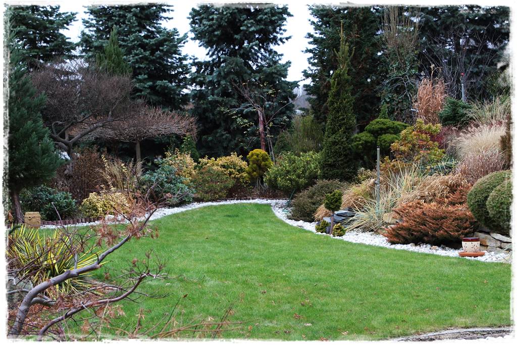 Gdzie posadzić choinkę po świętach 45 Gdzie posadzić choinkę po świętach 45