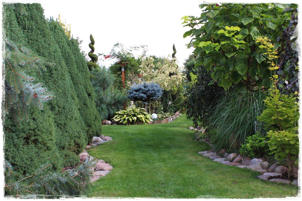 Gdzie posadzić choinkę po świętach 46 Gdzie posadzić choinkę po świętach 46