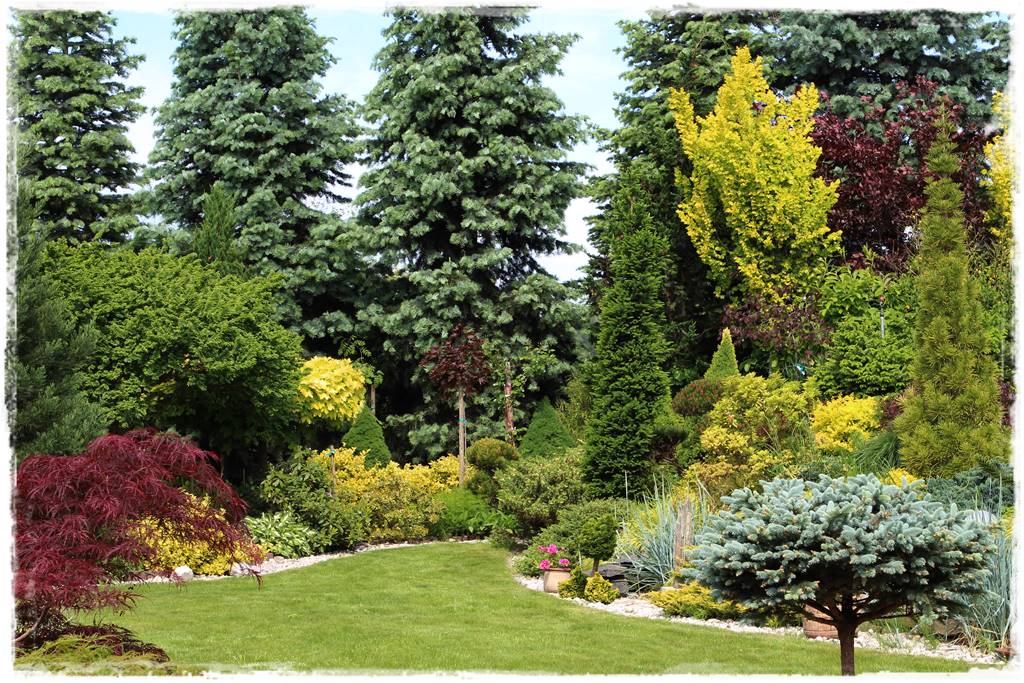 Gdzie posadzić choinkę po świętach 47 Gdzie posadzić choinkę po świętach 47