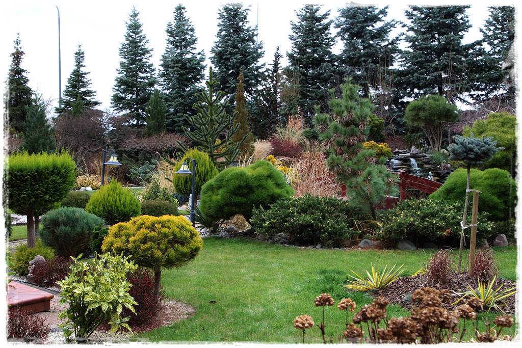 Gdzie posadzić choinkę po świętach 48 Gdzie posadzić choinkę po świętach 48