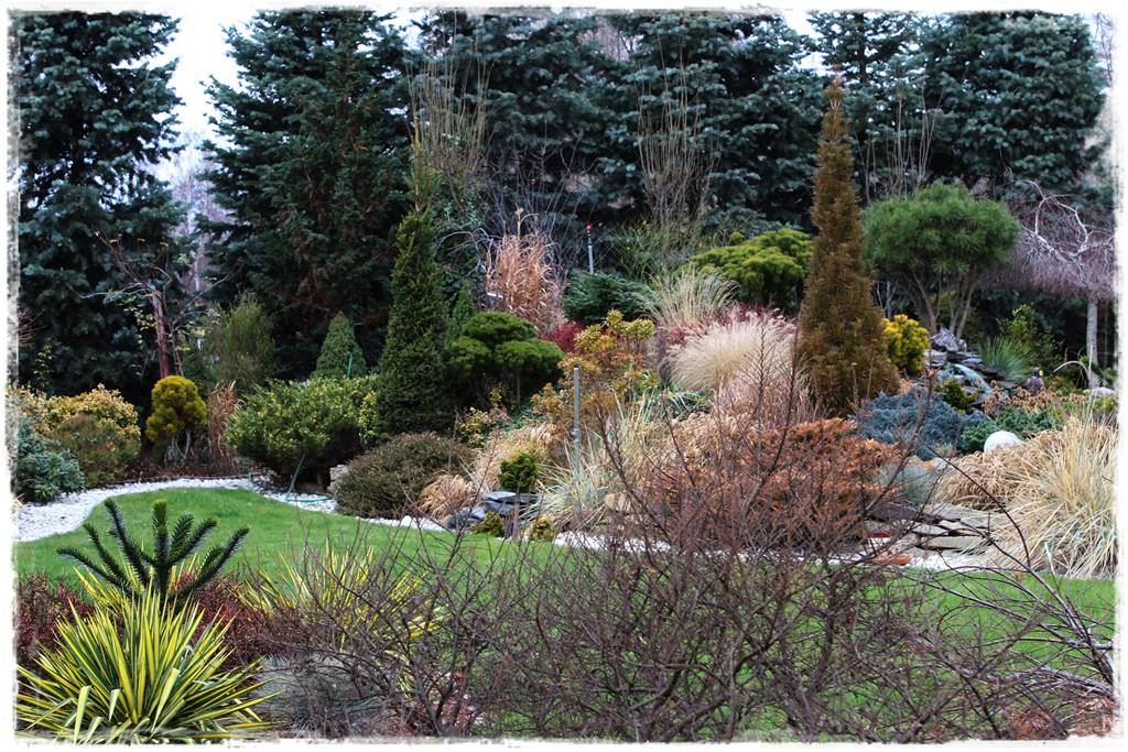 Gdzie posadzić choinkę po świętach 49 Gdzie posadzić choinkę po świętach 49