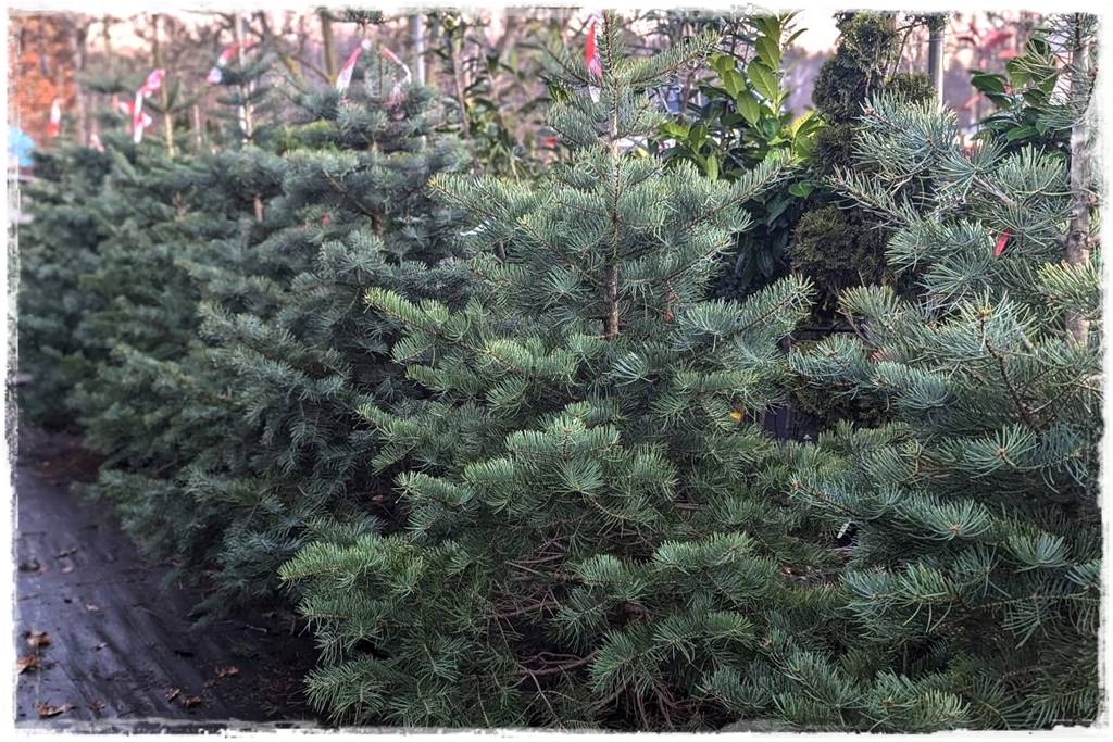 Gdzie posadzić choinkę po świętach 5 Gdzie posadzić choinkę po świętach 5