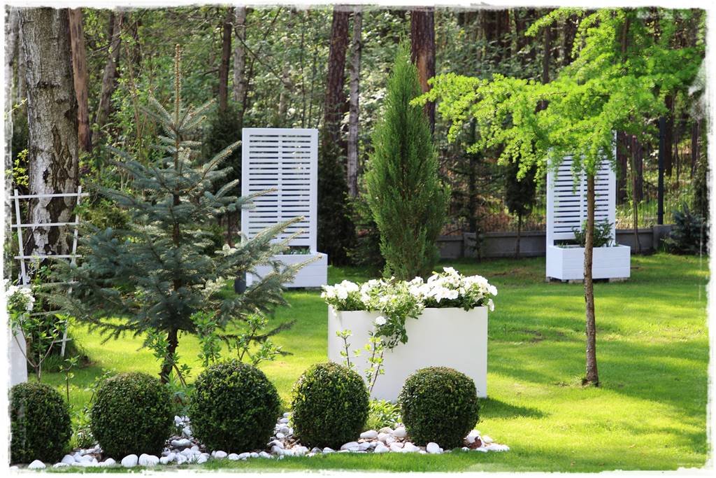 Gdzie posadzić choinkę po świętach 52 Gdzie posadzić choinkę po świętach 52