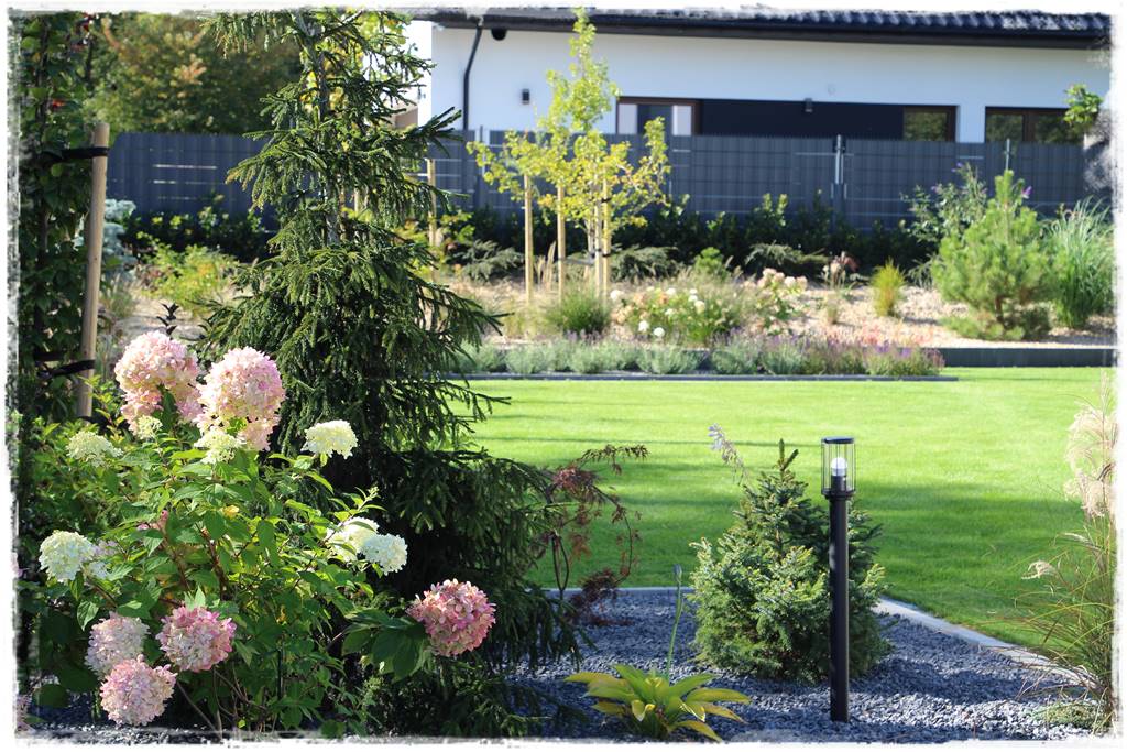 Gdzie posadzić choinkę po świętach 53 Gdzie posadzić choinkę po świętach 53