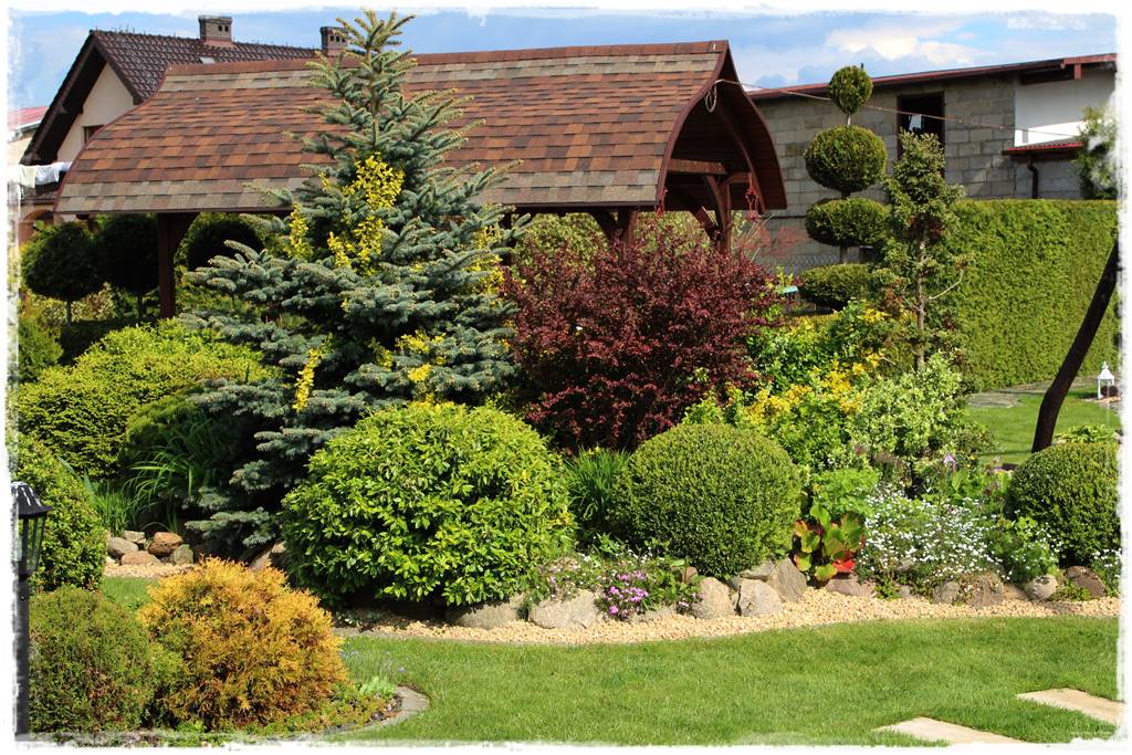 Gdzie posadzić choinkę po świętach 54 Gdzie posadzić choinkę po świętach 54