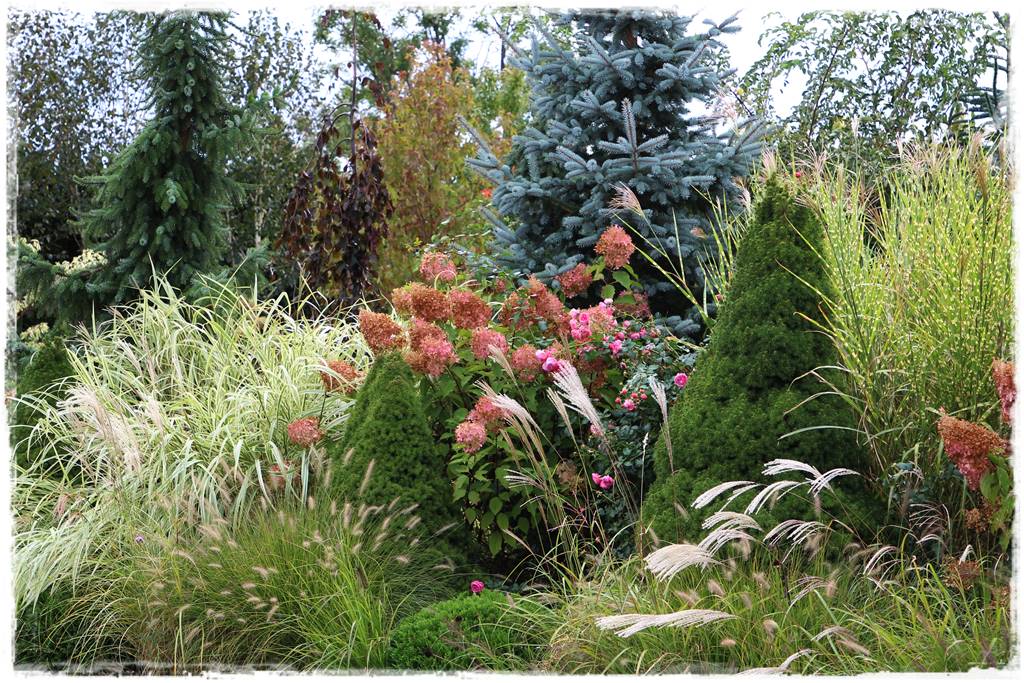 Gdzie posadzić choinkę po świętach 55 Gdzie posadzić choinkę po świętach 55