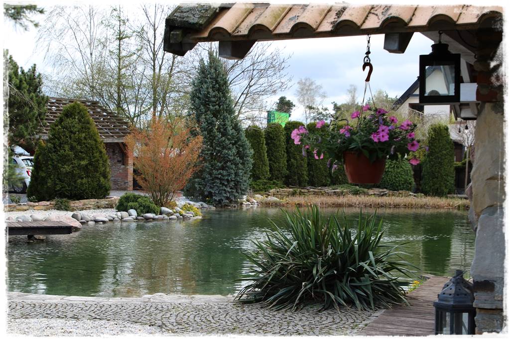 Gdzie posadzić choinkę po świętach 56 Gdzie posadzić choinkę po świętach 56