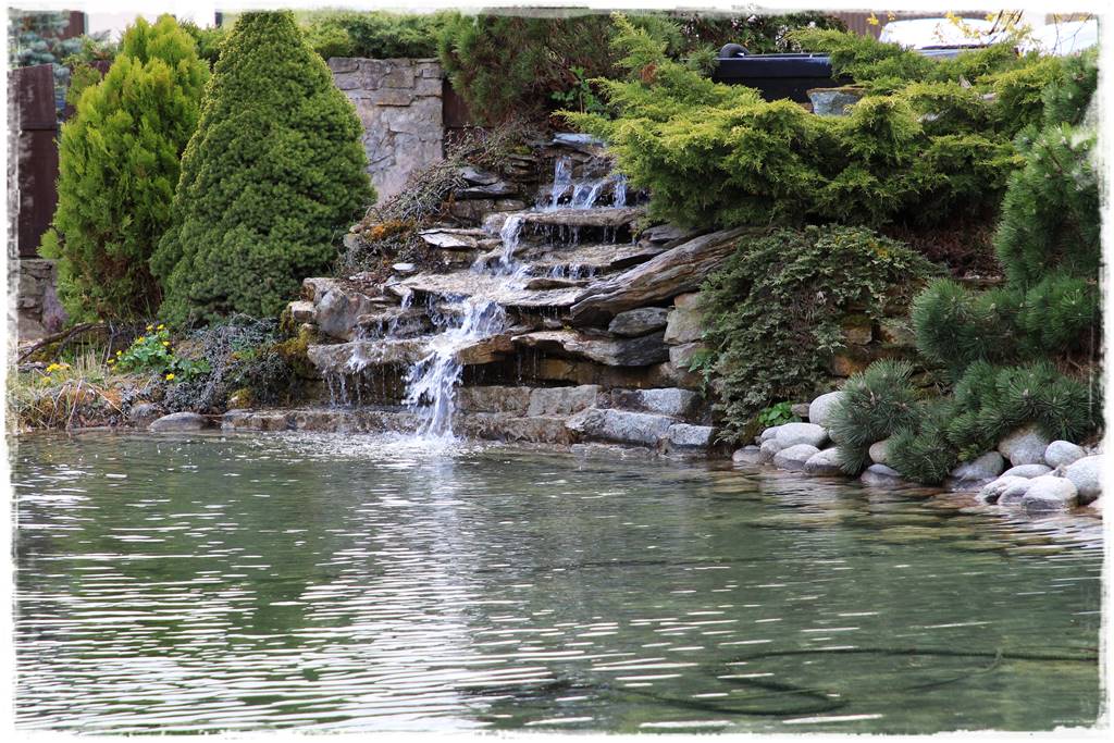 Gdzie posadzić choinkę po świętach 57 Gdzie posadzić choinkę po świętach 57