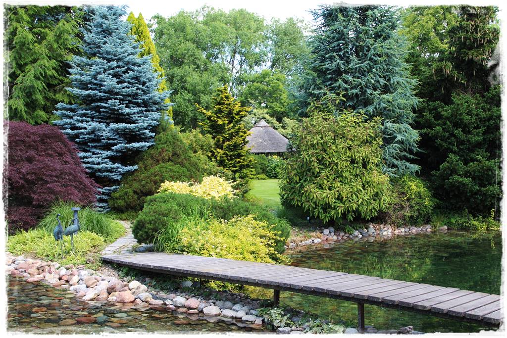 Gdzie posadzić choinkę po świętach 59 Gdzie posadzić choinkę po świętach 59