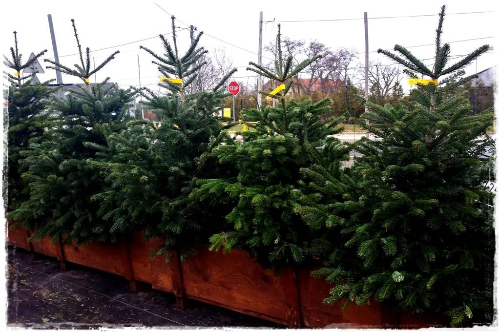 Gdzie posadzić choinkę po świętach 6 Gdzie posadzić choinkę po świętach 6