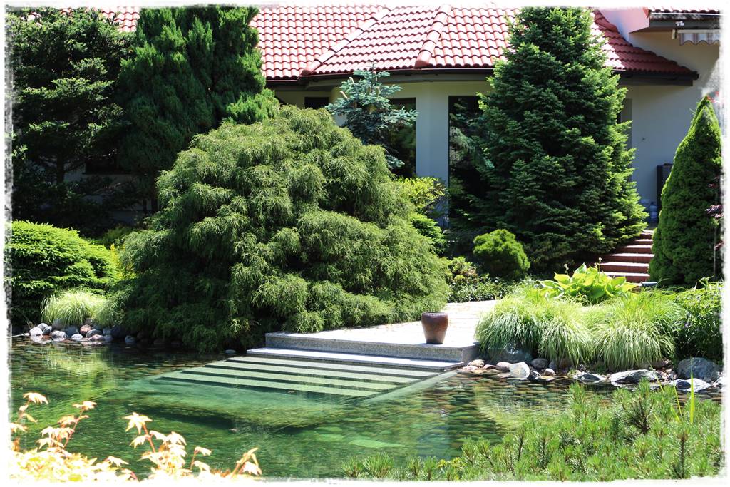 Gdzie posadzić choinkę po świętach 60 Gdzie posadzić choinkę po świętach 60