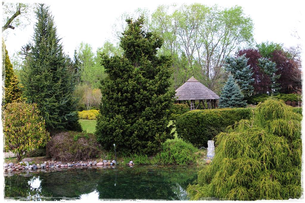 Gdzie posadzić choinkę po świętach 61 Gdzie posadzić choinkę po świętach 61