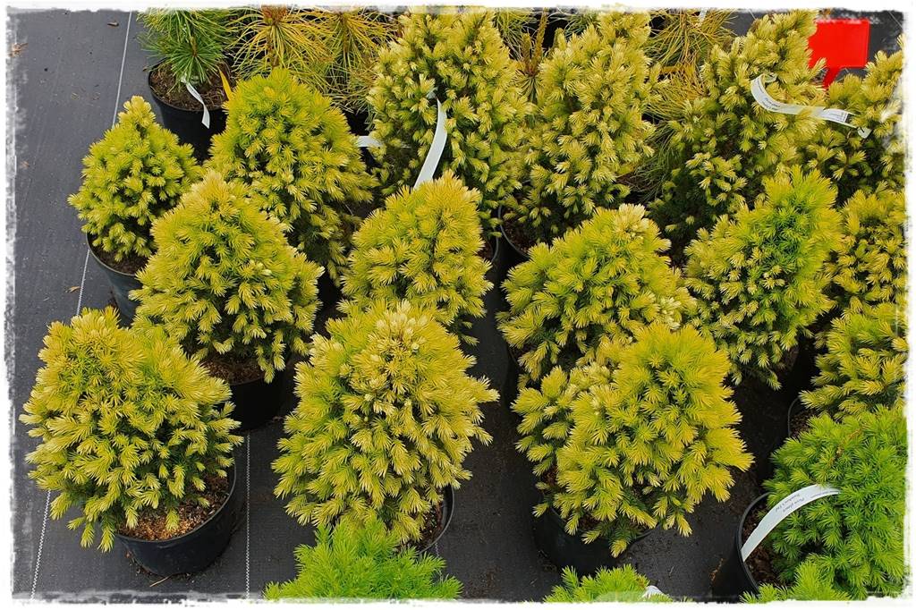 Gdzie posadzić choinkę po świętach 63 Gdzie posadzić choinkę po świętach 63