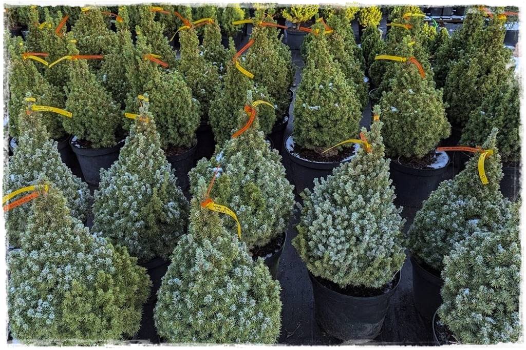 Gdzie posadzić choinkę po świętach 64 Gdzie posadzić choinkę po świętach 64