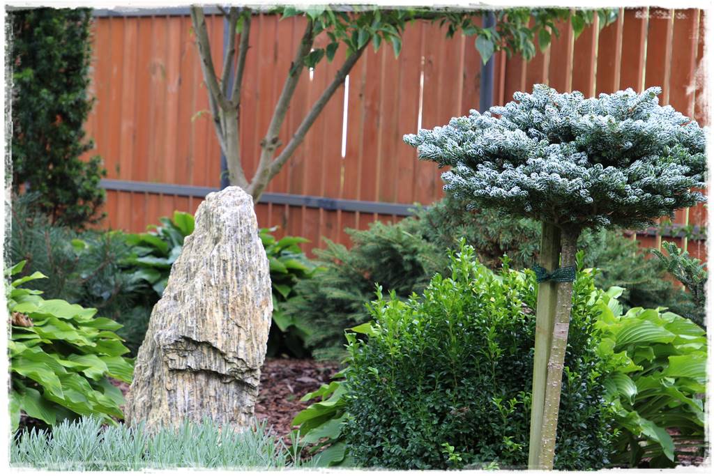 Gdzie posadzić choinkę po świętach 66