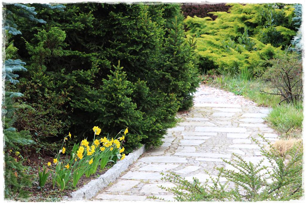 Gdzie posadzić choinkę po świętach 69 Gdzie posadzić choinkę po świętach 69