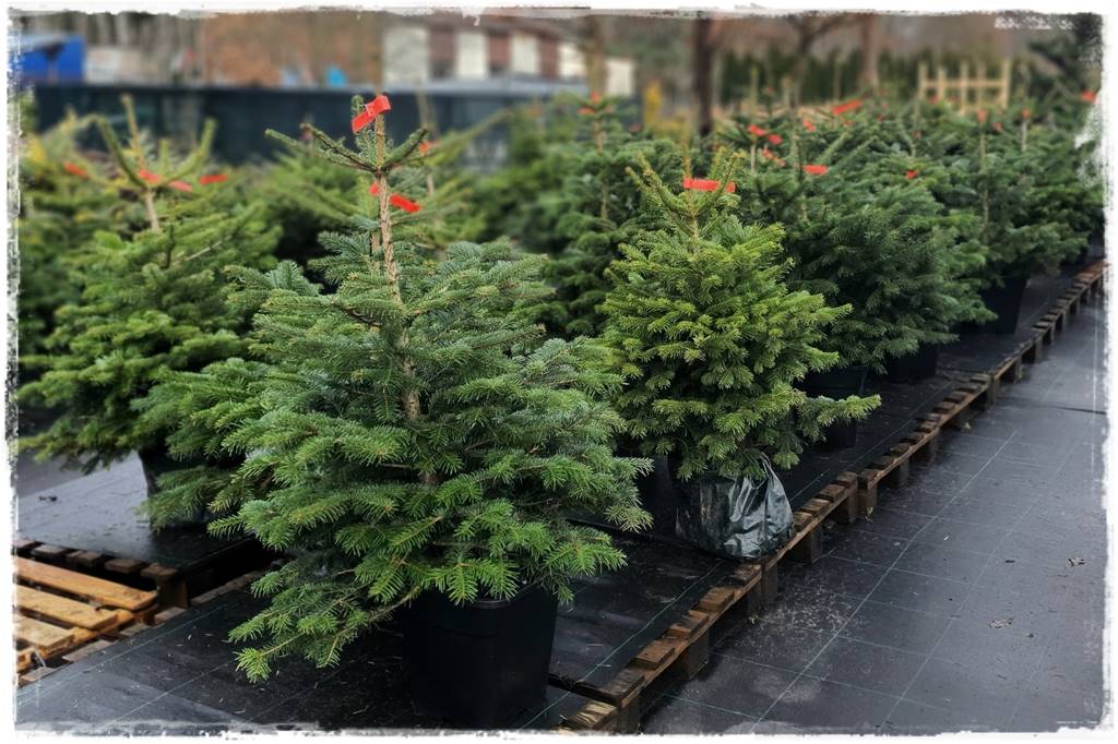 Gdzie posadzić choinkę po świętach 7