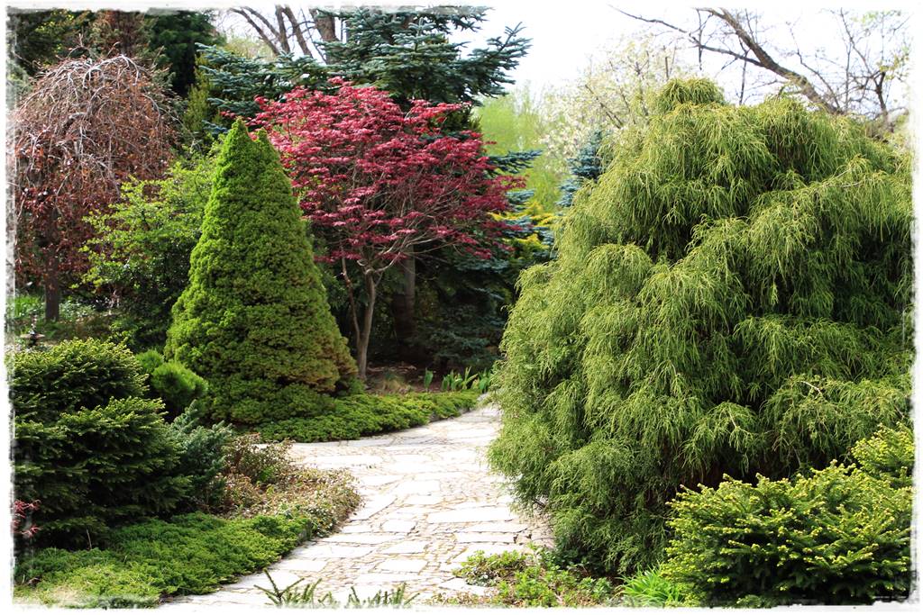 Gdzie posadzić choinkę po świętach 70 Gdzie posadzić choinkę po świętach 70