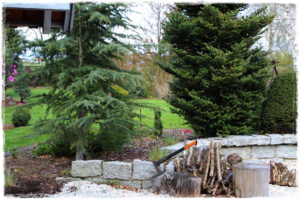 Gdzie posadzić choinkę po świętach 71 Gdzie posadzić choinkę po świętach 71