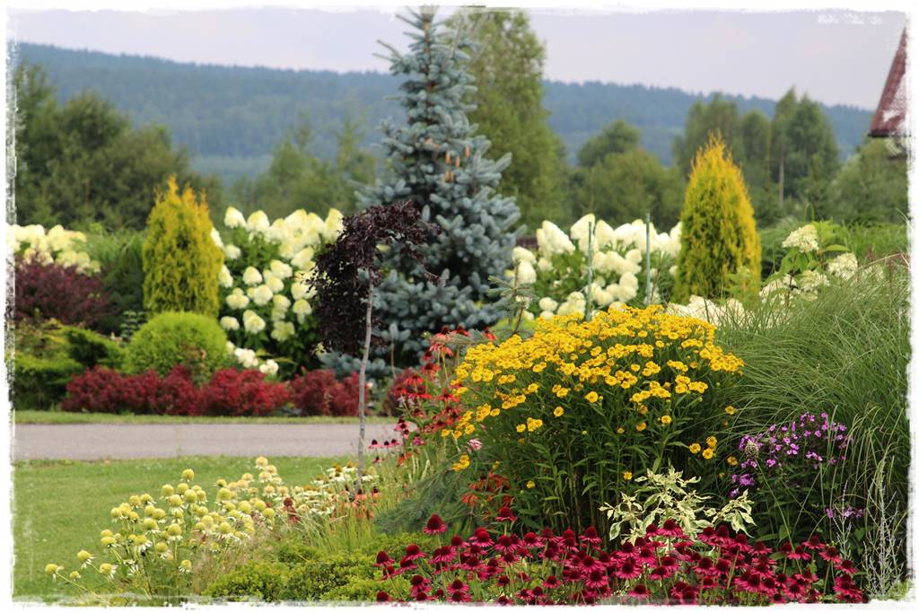 Gdzie posadzić choinkę po świętach 72 Gdzie posadzić choinkę po świętach 72